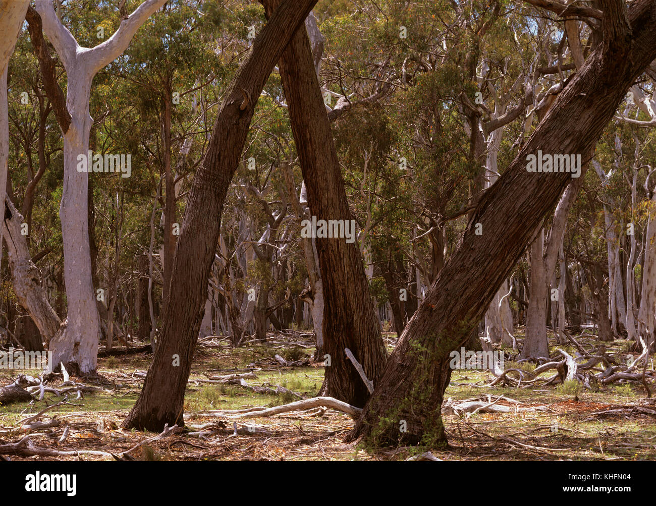 Open forest with Snowgum and Silvertop stringybark (Eucalyptus pauciflora, Eucalyptus laevopiniea), with grassy understorey (occurs over 700 m). Coola Stock Photo
