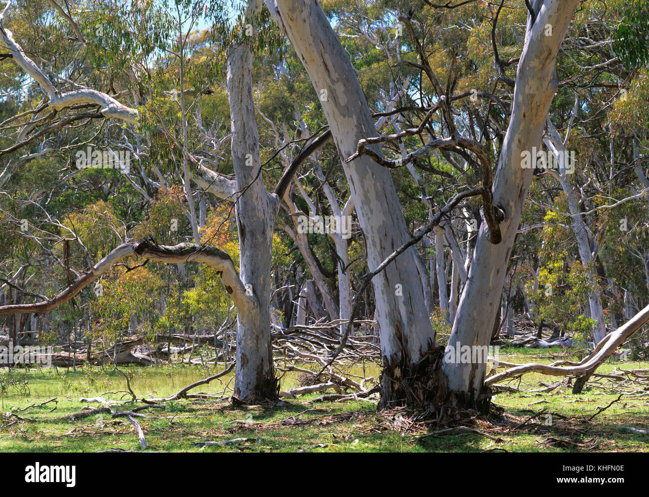 Snow gums (Eucalyptus pauciflora), Coolah Tops National Park, New South