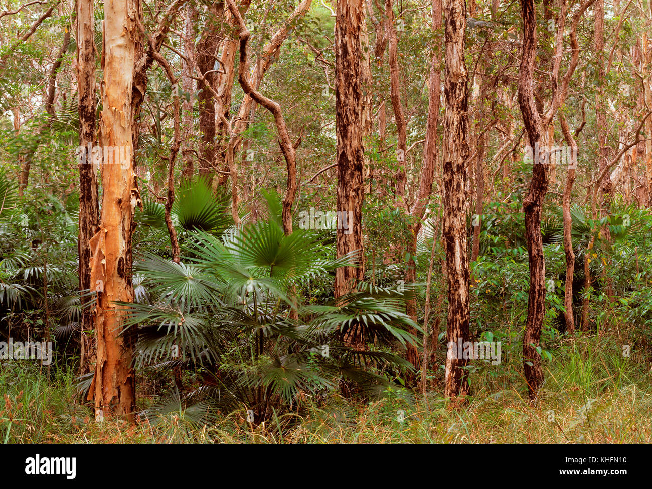 Melaleuca open forest or Coastal swamp forest, also called Paperbark swamp forest, with sedges and marsh grasses understorey and Cabbage tree palm (Li Stock Photo