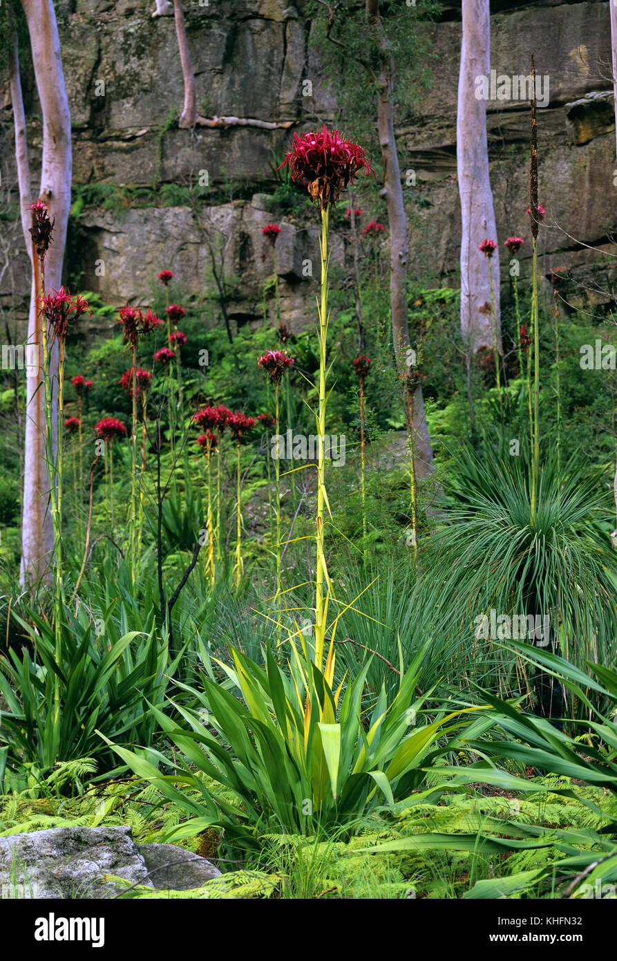 Gymea lily hires stock photography and images Alamy