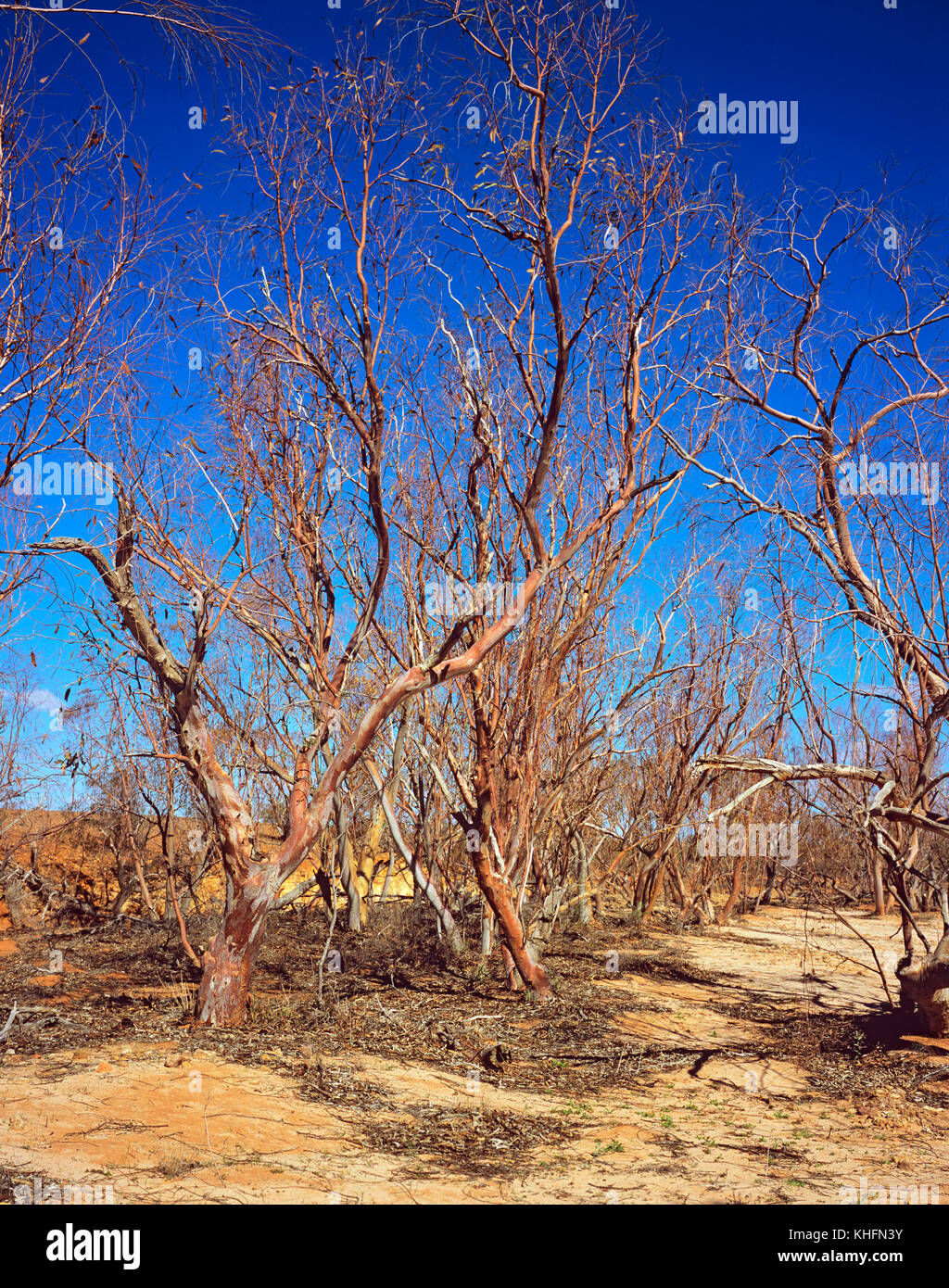 River red gums in severe drought conditions (Eucalyptus camaldulensis