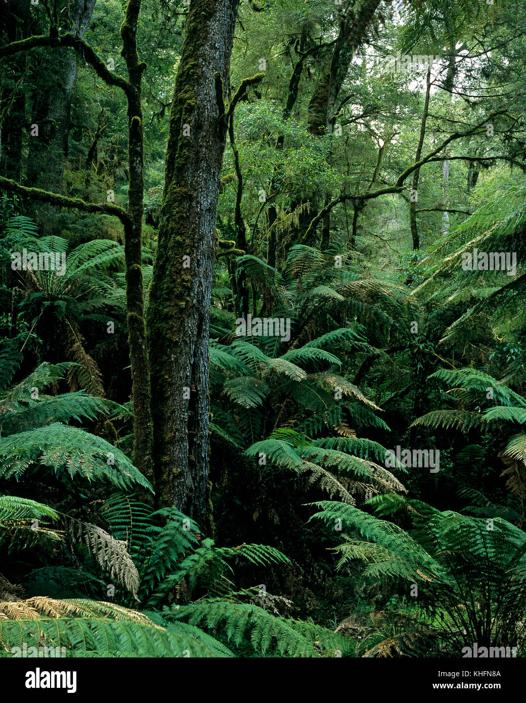Cool temperate rainforest dominated by Myrtle beech (Lophozonia cunninghamii). and Soft tree fern (Dicksonia antarctica), in Fern and moss closed fore Stock Photo