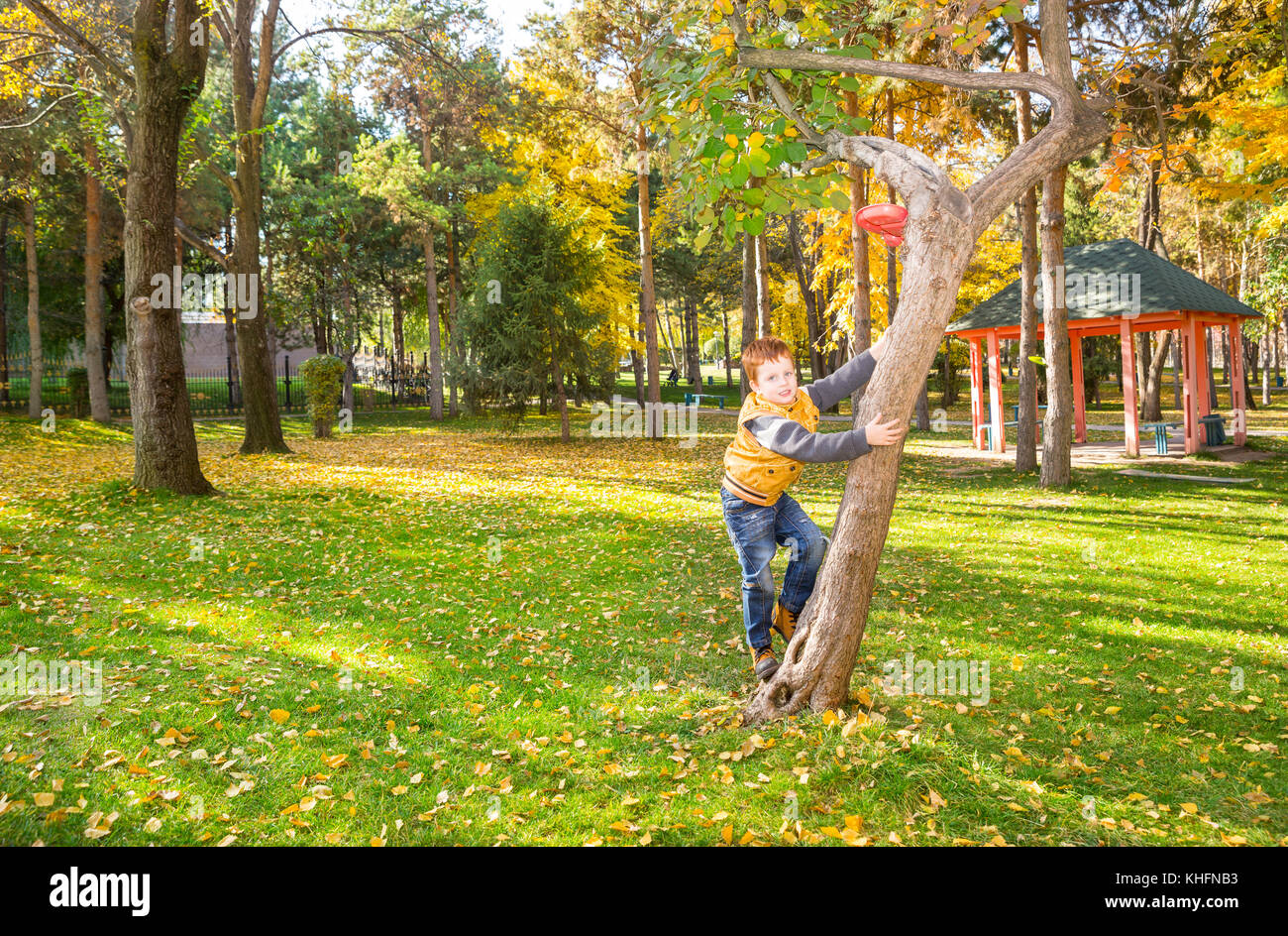 Autumn portrait of beautiful child. Happy little boy on the tree in the ...