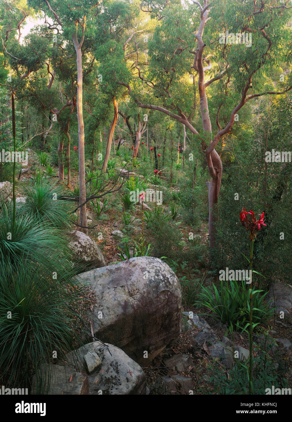 Grass trees, Gymea lilies (Doryanthes excelsa) and Sydney red gums (Angophora costata), Hawkesbury sandstone flora. Heathcote National Park, New South Stock Photo