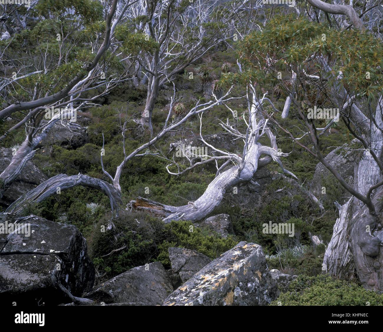 Subalpine woodland with Tasmanian snow gum (Eucalyptus coccifera), and heath understorey. Mount Field National Park, Tasmania, Australia Stock Photo