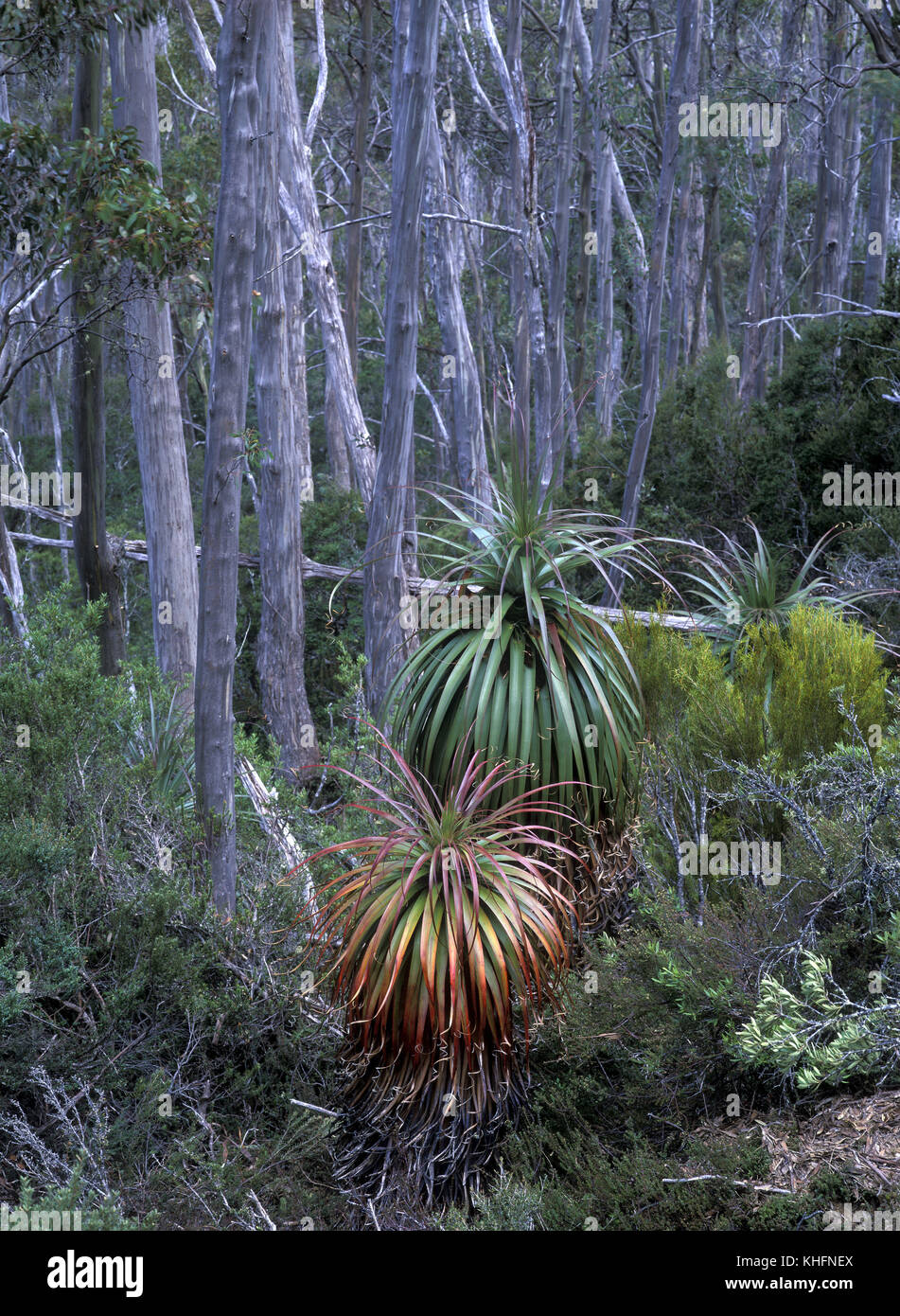 Pandani (Richea pandanifolia), with forest of Tasmanian snow gum (Eucalyptus coccifera) in the background. Mount Field National Park, Tasmania, Austra Stock Photo