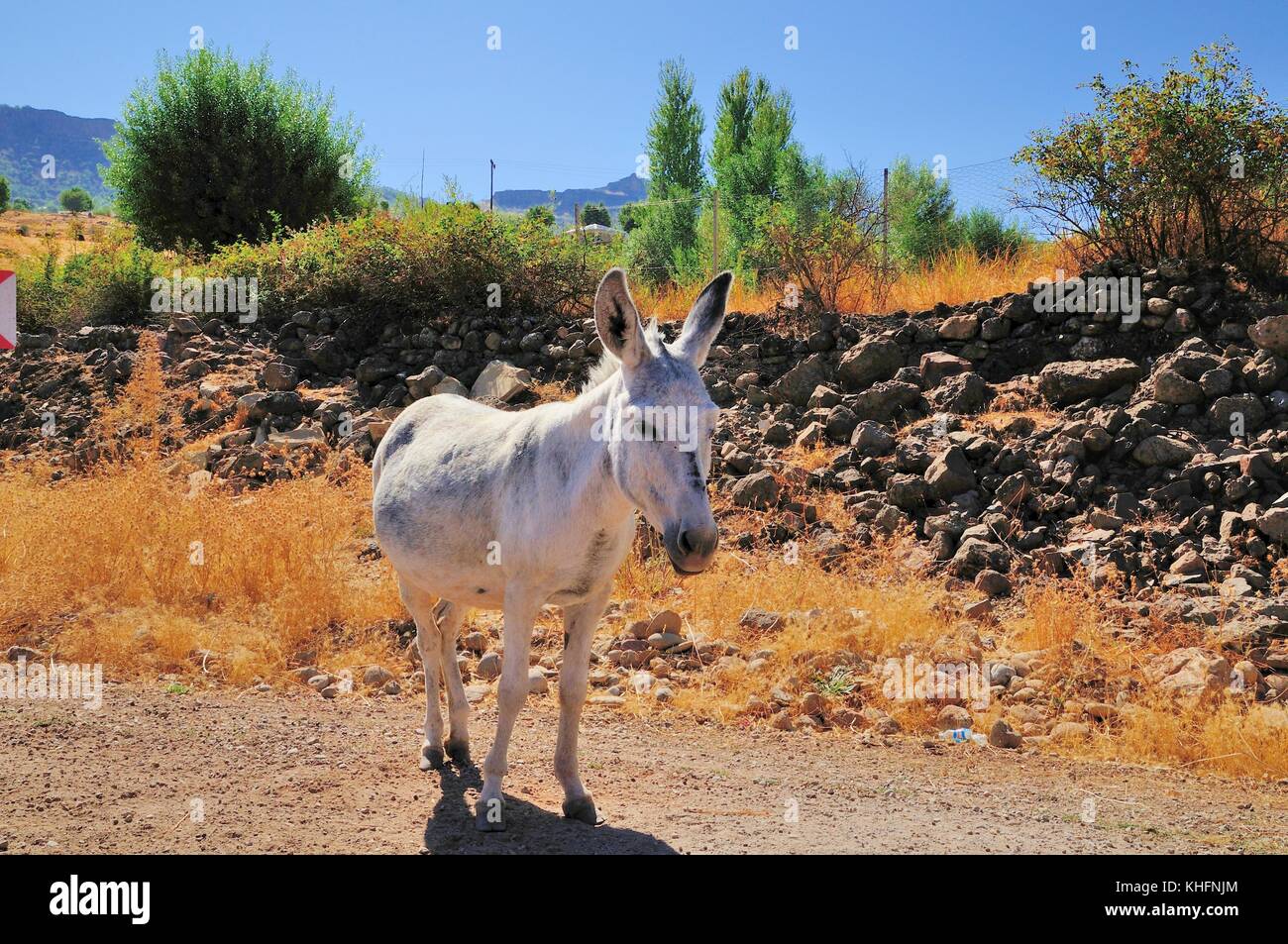 donkey Stock Photo