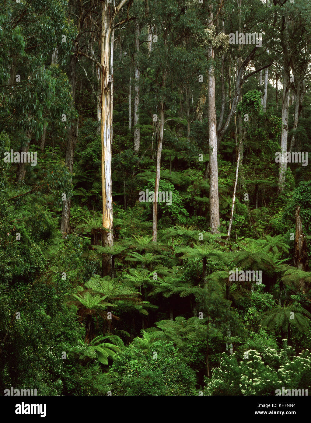 Tall eucalypt forest with tree fern understorey (Dicksonia antarctica). South East Forests National Park, New South Wales, Australia Stock Photo