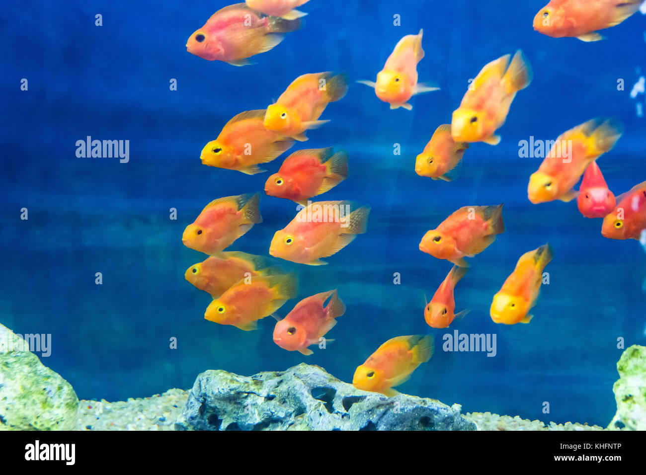 Photo of aquarium parrot fish in blue water Stock Photo