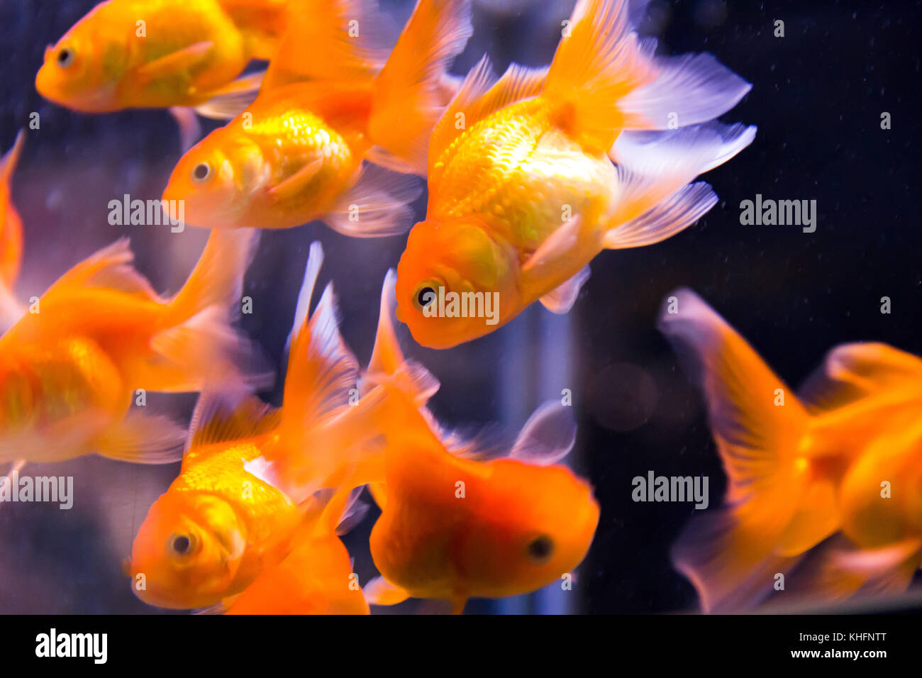 Photo of red parrot cichlid in blue water Stock Photo
