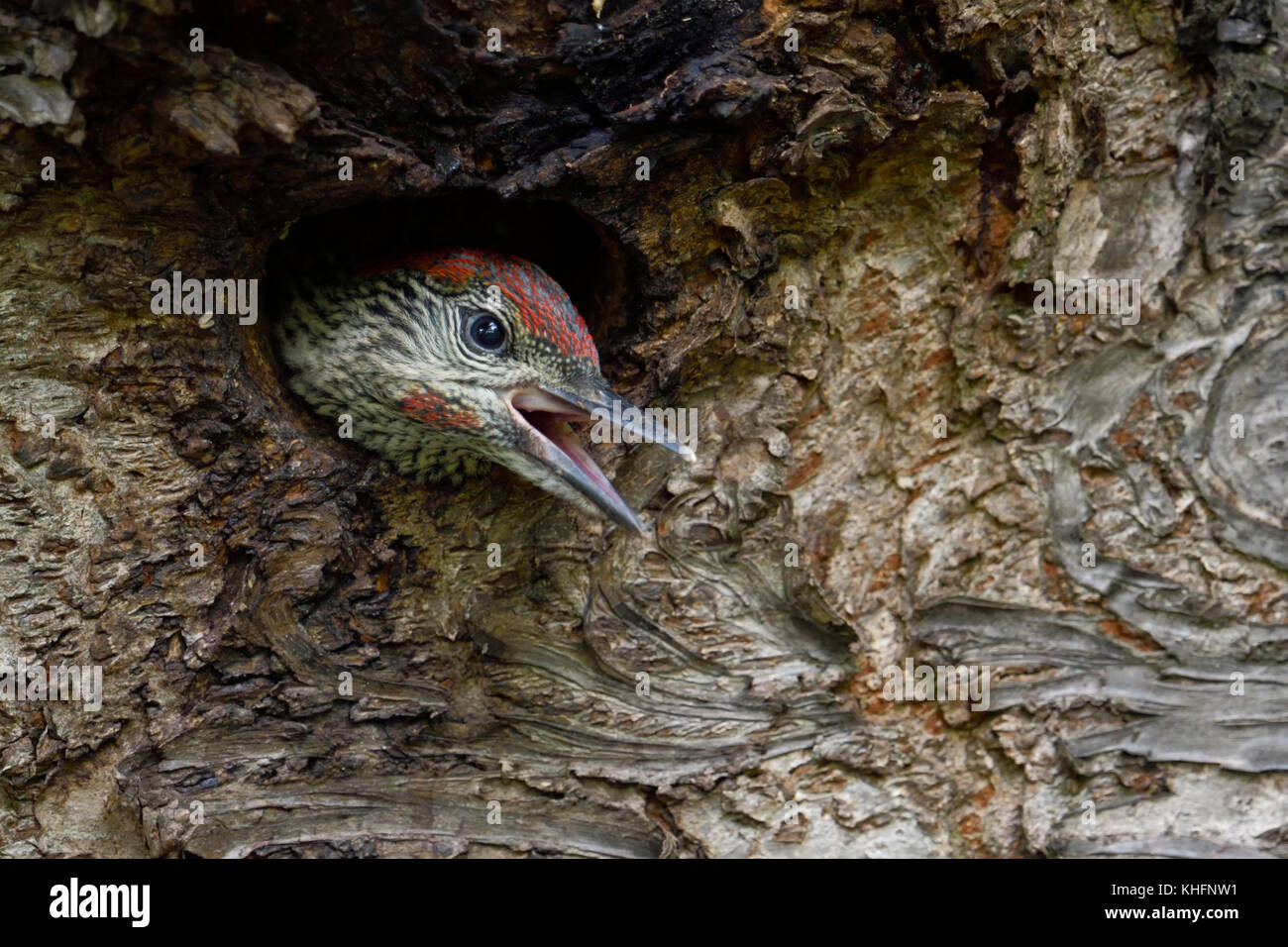 Green Woodpecker ( Picus viridis ), juvenile, chick, young watching out of its nest hole, begging for food, remote close-up, wildlife, Europe. Stock Photo