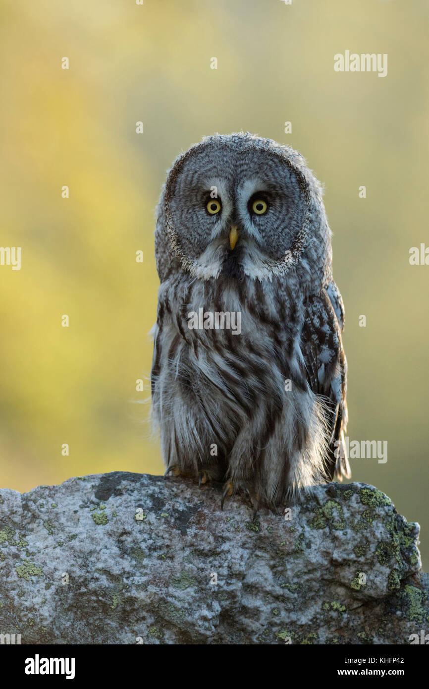 Great Grey Owl / Bartkauz (Strix nebulosa) perched on a rock, first morning light, in front of a bright background. Stock Photo