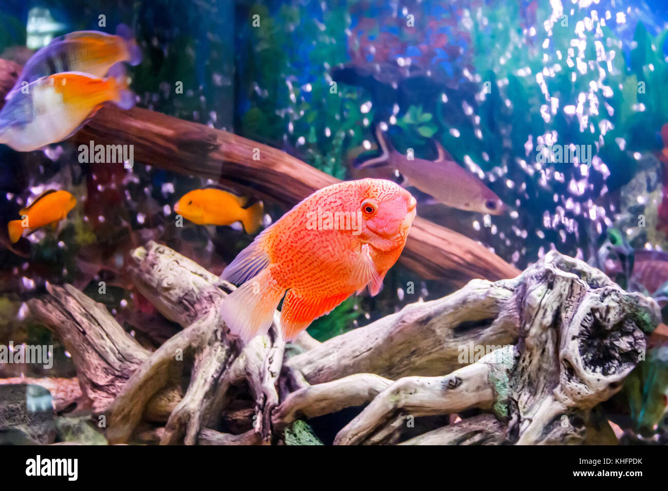 Photo of fish cichlasoma severum red pearl in aquarium and other fish Stock Photo