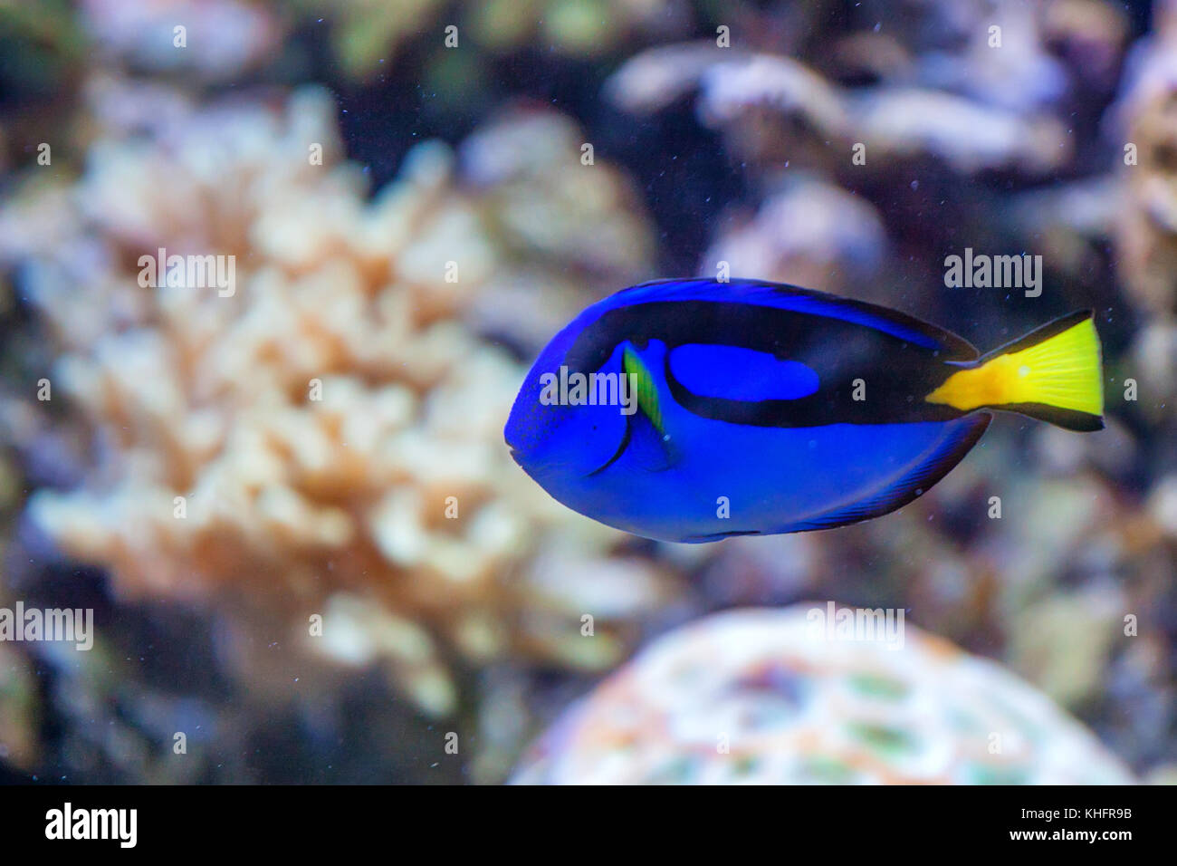 Blue Hippo Tang (Paracanthurus hepatus) - Small