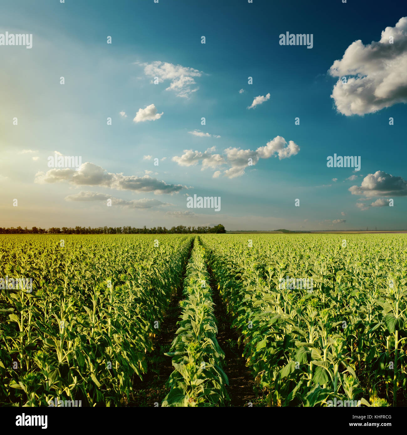 cloudy sunset over green field with sunflowers Stock Photo - Alamy