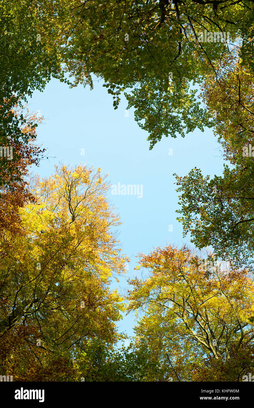 Fagus sylvatica. Looking up at Beech trees with autumn foliage and blue sky. UK Stock Photo