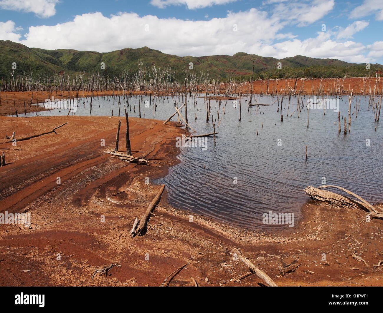 Drowned Kaori forest in the Blue River Park, New Caledonia Stock Photo