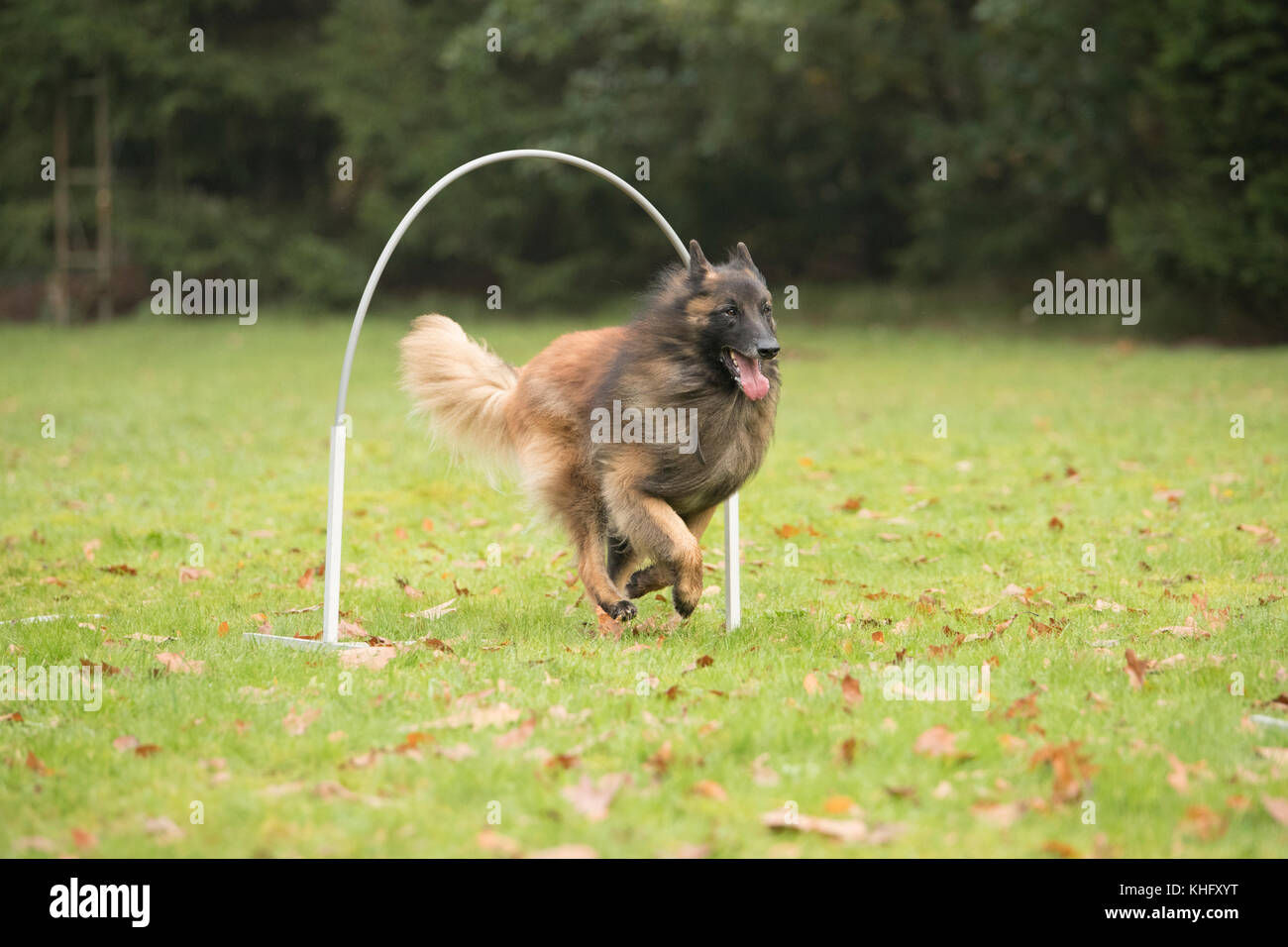 Dog, Belgian Shepherd Tervueren, running in agility competition Stock Photo
