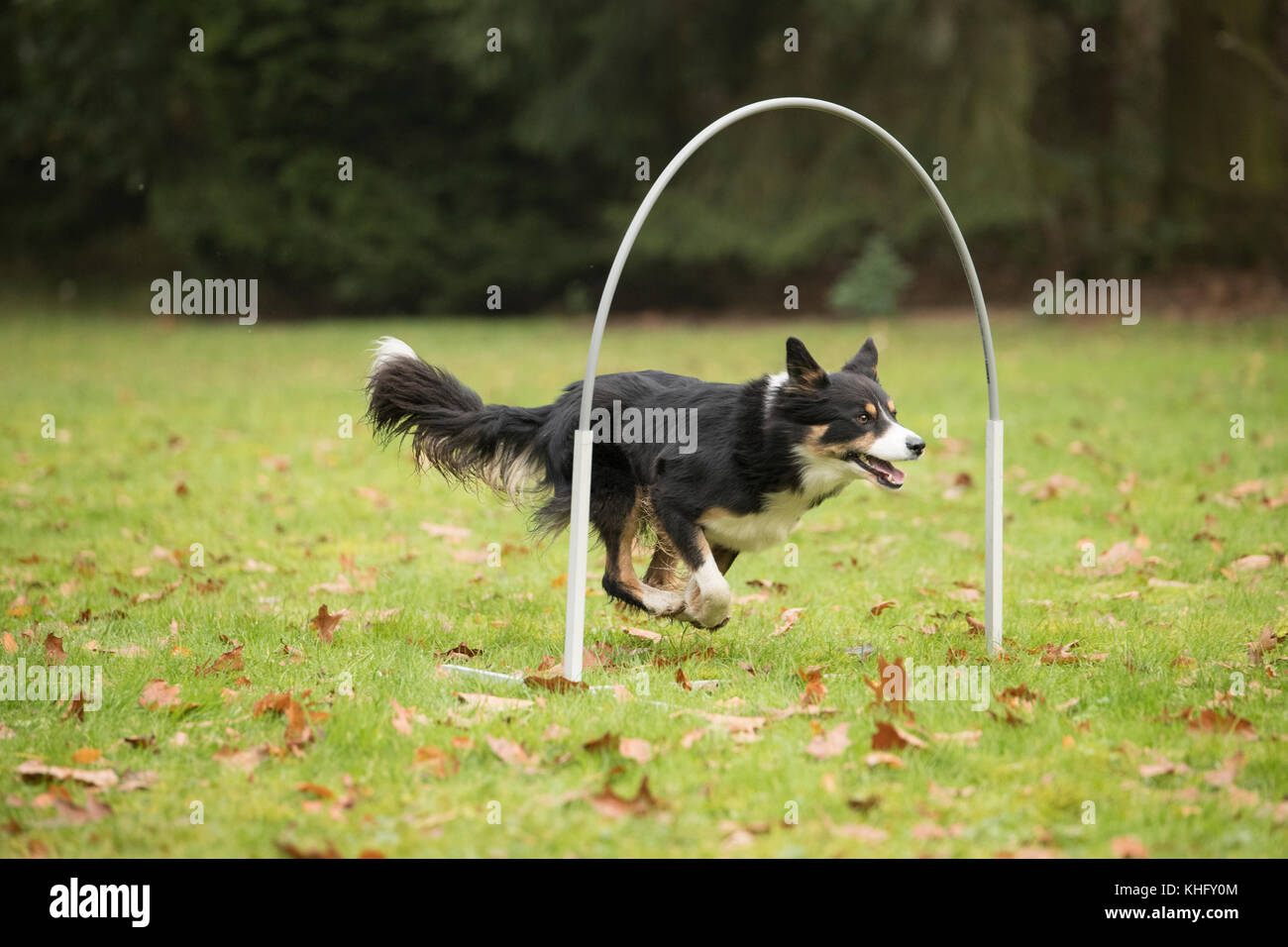 Dog, Border Collie, running in agility competition Stock Photo
