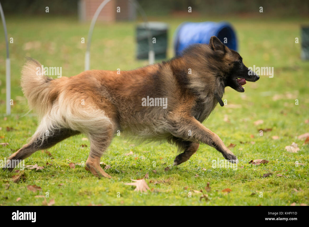 Dog, Belgian Shepherd Tervuren, running in agility competition Stock Photo