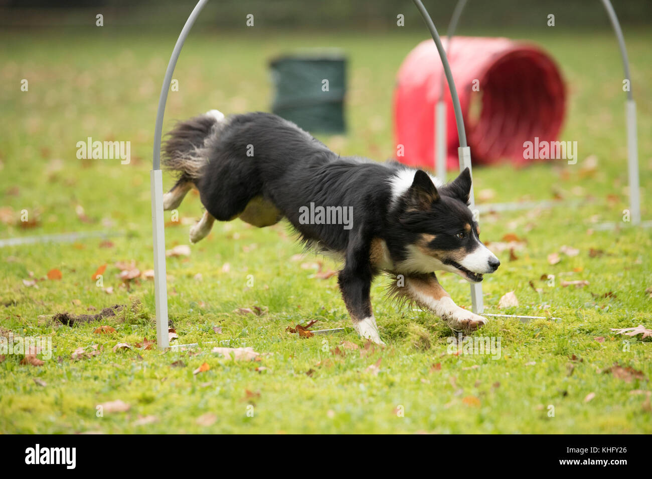 Dog, Border Collie, running in agility competition Stock Photo
