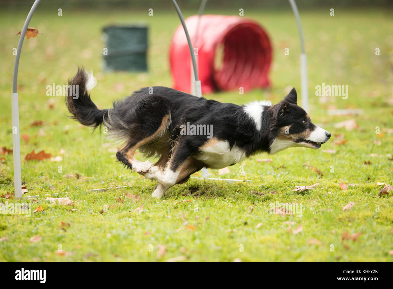 Dog, Border Collie, running in agility competition Stock Photo