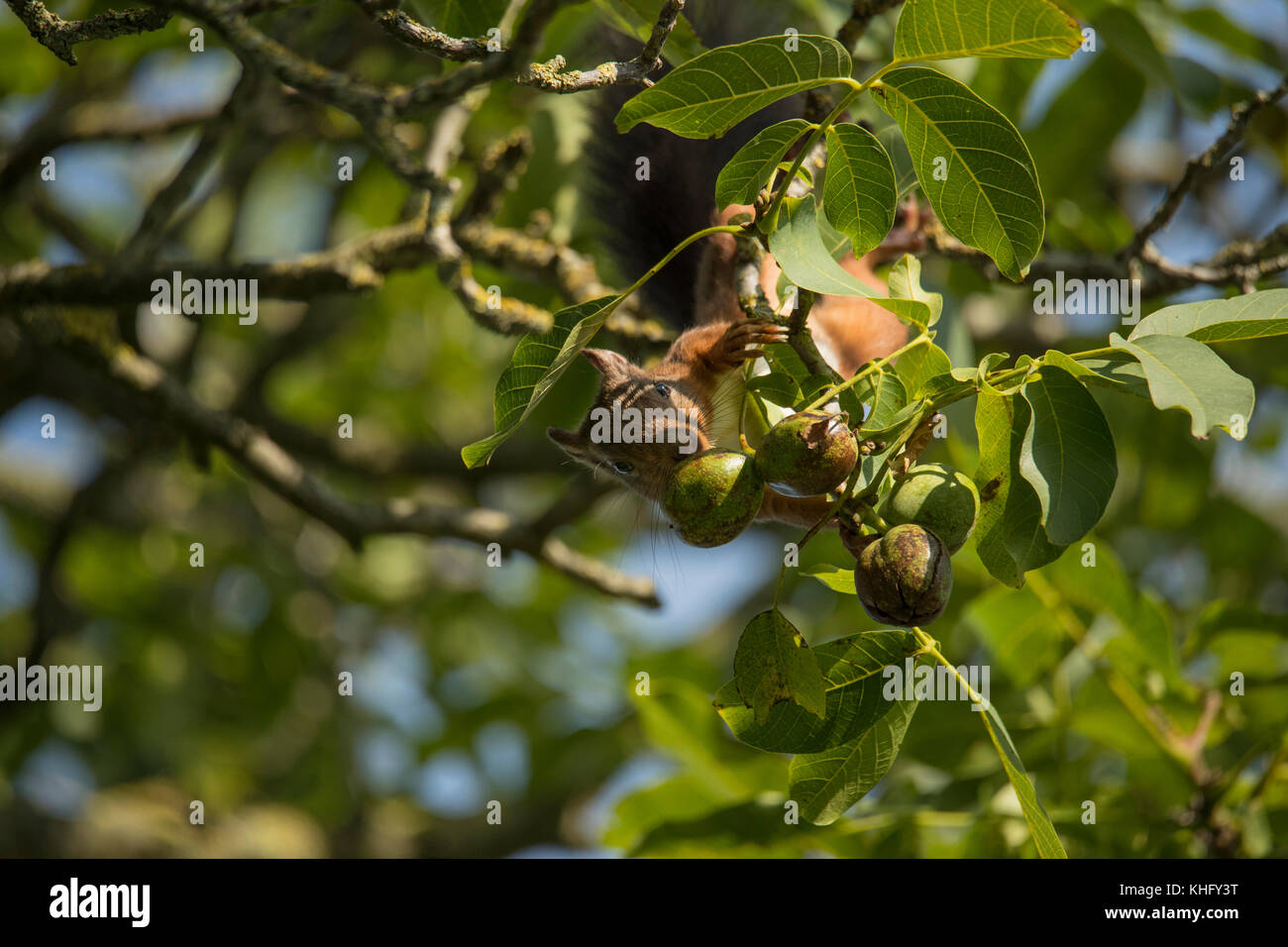 Squirrel hanging down from a tree for nuts Stock Photo