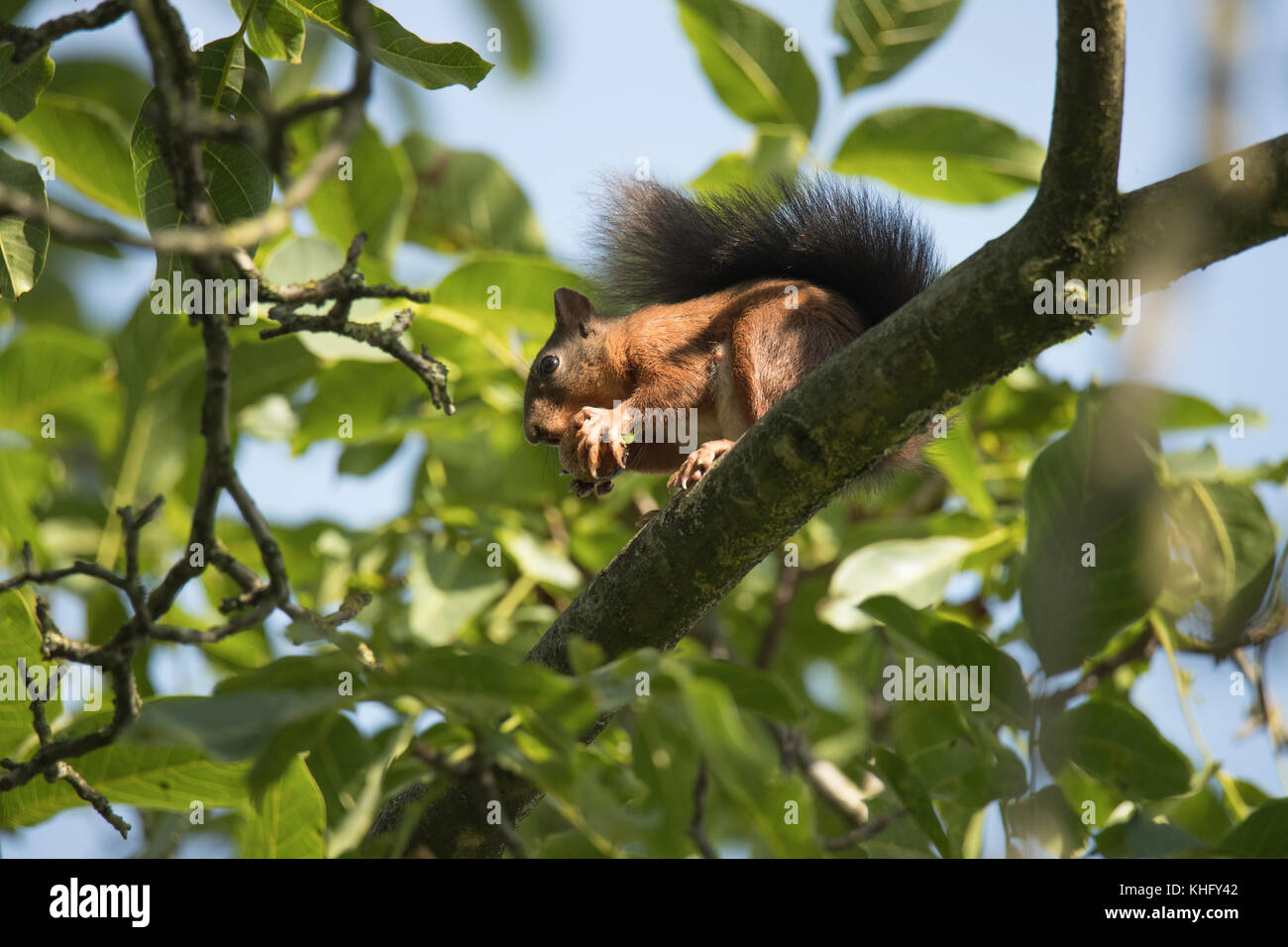 Squirrel sitting high in a tree and eating a nut Stock Photo