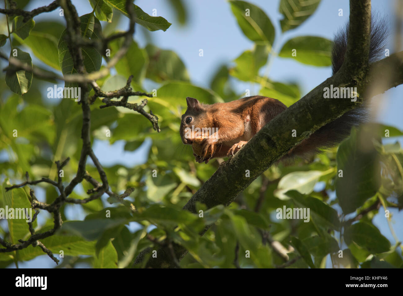Squirrel sitting high in a tree eating a nut Stock Photo