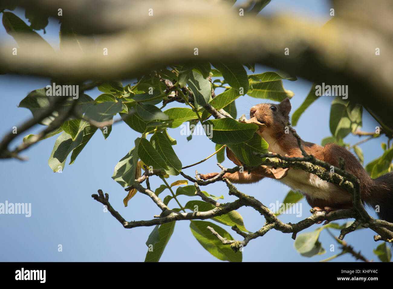 Squirrel running high in a tree, picture taken from under it Stock Photo