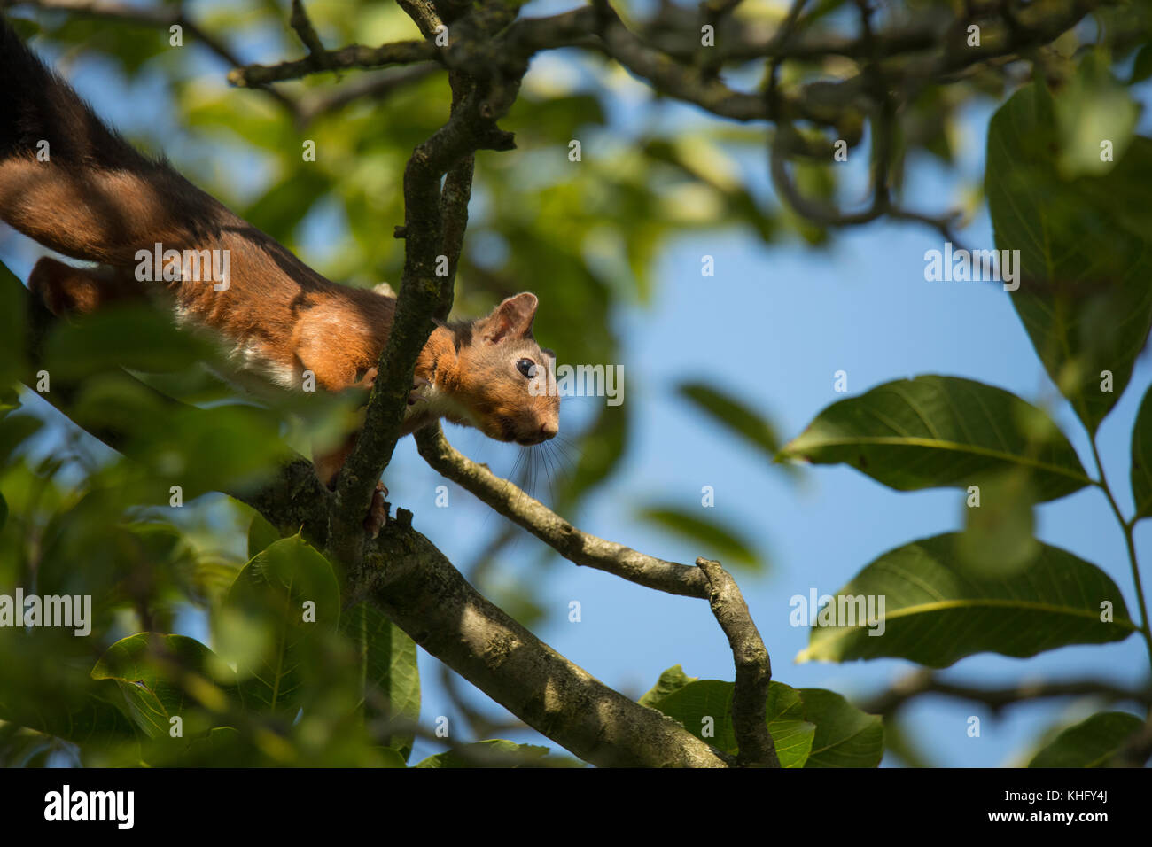 Squirrel climbing tree, looking down Stock Photo