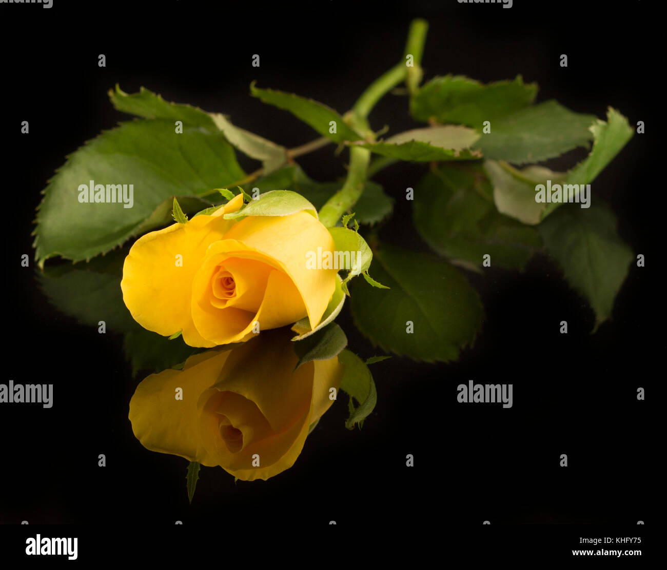 Yellow rose on black background Stock Photo - Alamy