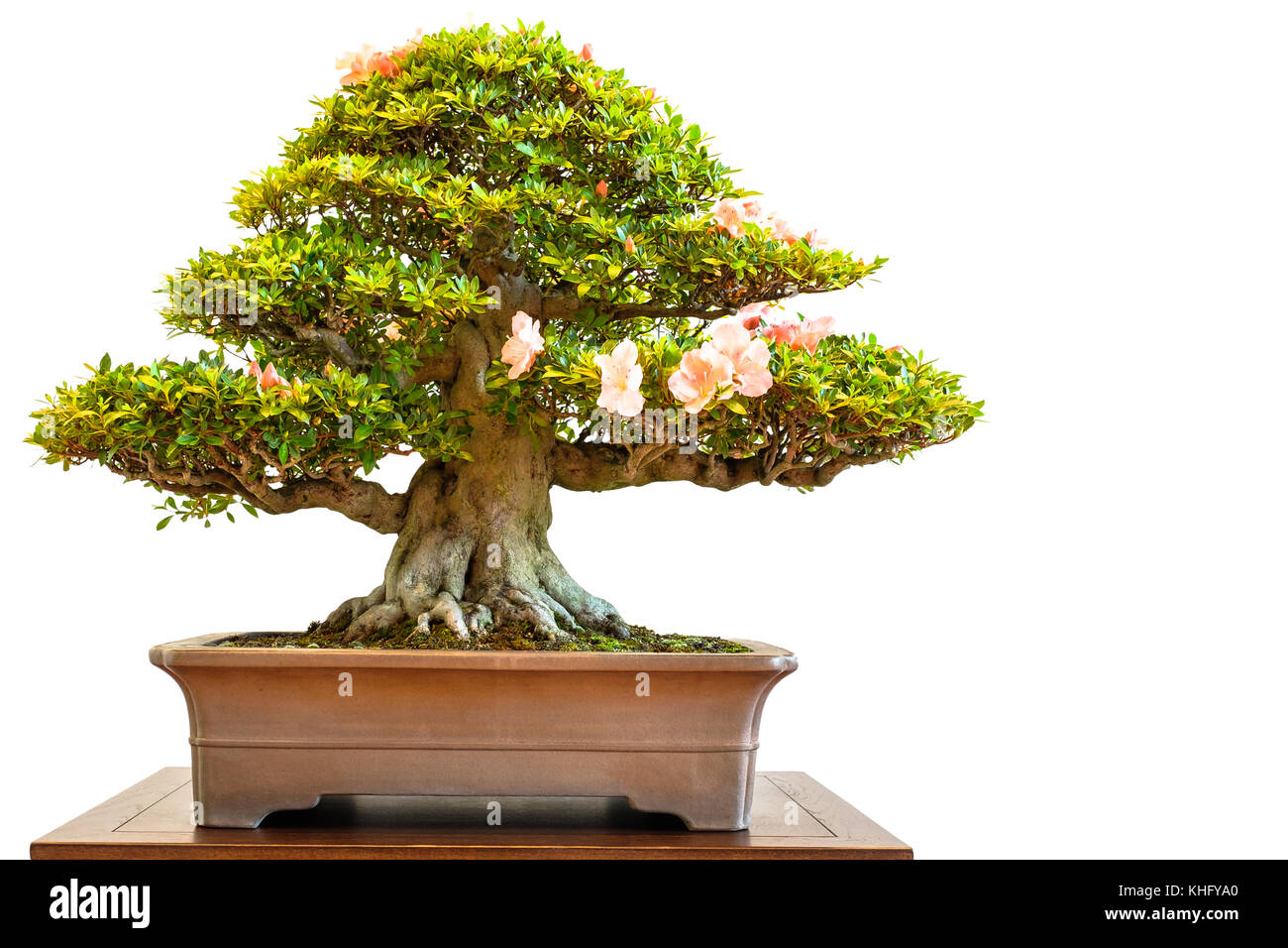 Old Rhododendron bonsai tree with flowers white isolated Stock Photo