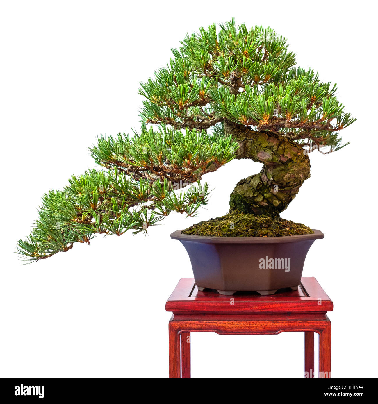 Conifer japanese white pine (Pinus parviflora) as bonsai tree Stock Photo