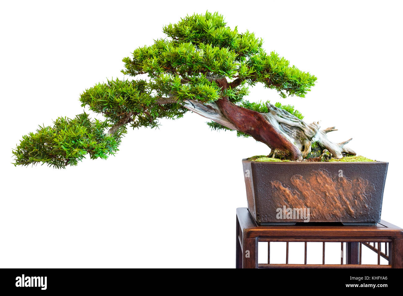 Old Distinctive Bonsai Yew Tree Taxus Baccata White Isolated Stock Photo Alamy