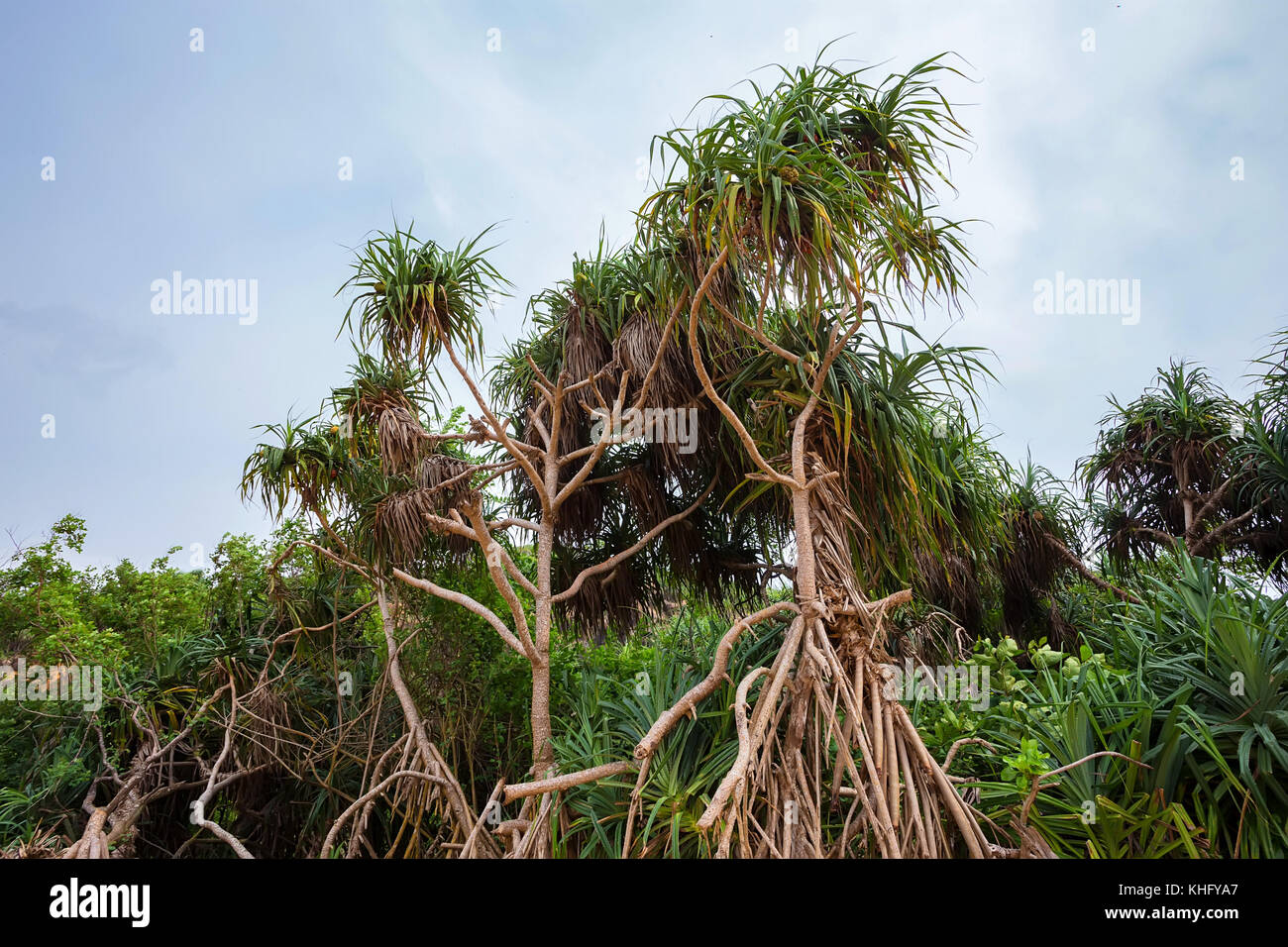 Beautiful screw pine Stock Photo Alamy