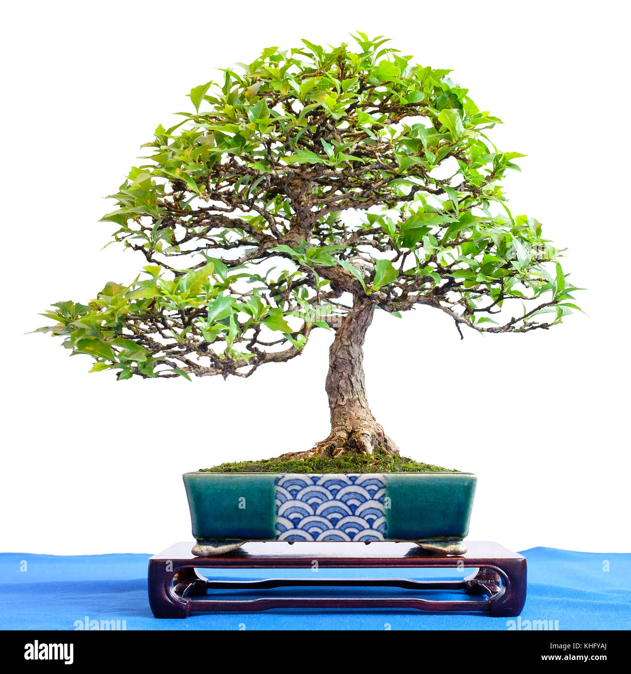 Premna bonsai tree from a mint family in a little pot Stock Photo