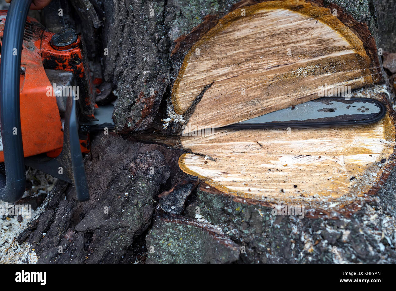 Sawing tree with chainsaw close up Stock Photo