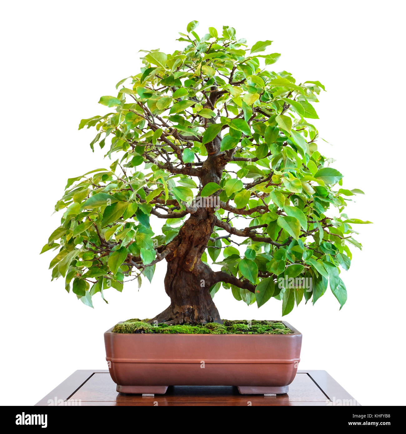 Old quince (Pseudocydonia sinensis) as bonsai tree with foliage Stock Photo