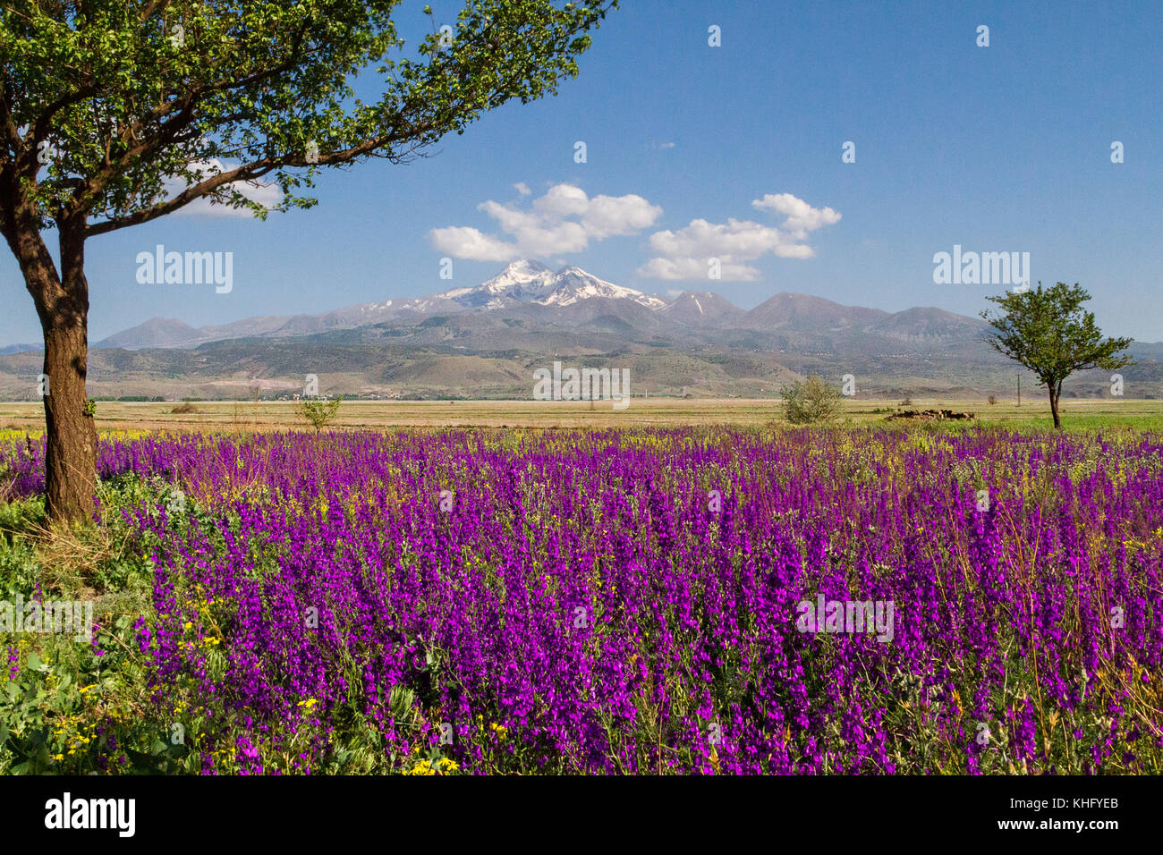 View over the Mount Erciyes in Kayseri, in the springtime through wild flowers, Turkey Stock Photo