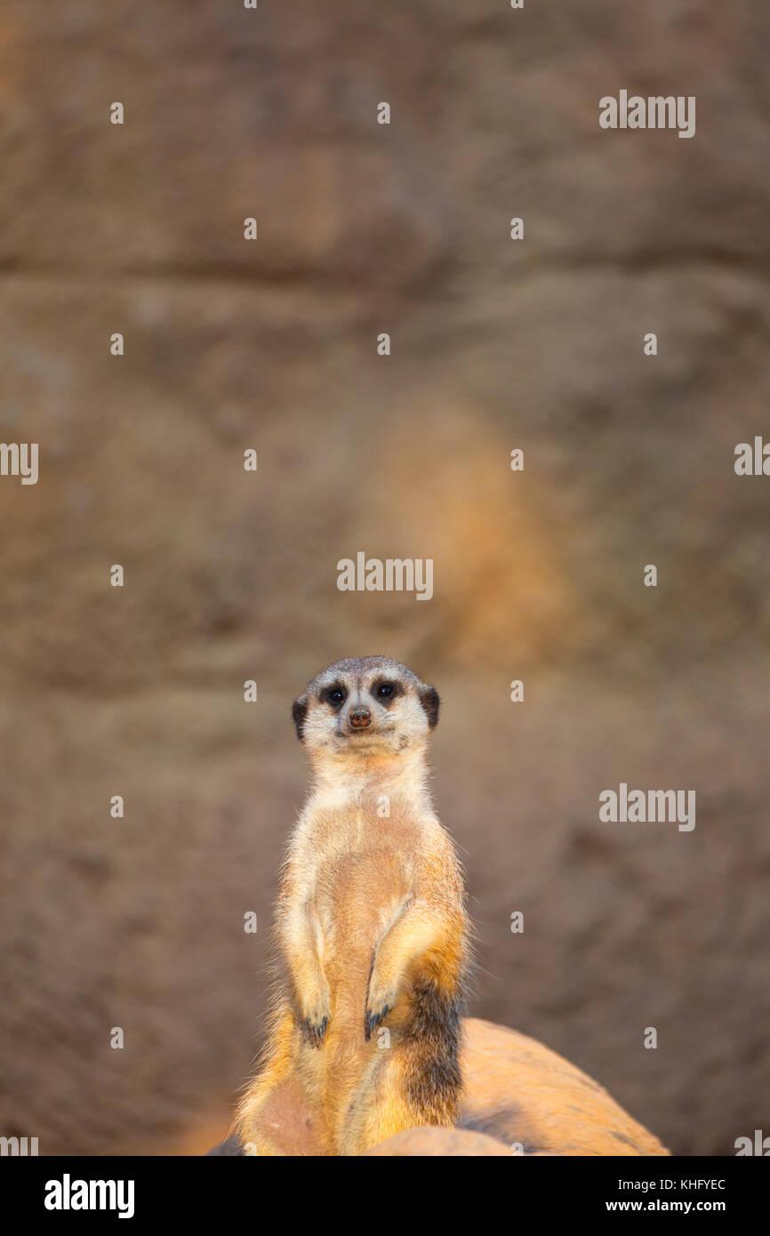 SURICATA MONITORING ITS ENVIRONMENT. Meerkat or suricate (Suricata suricatta) Stock Photo