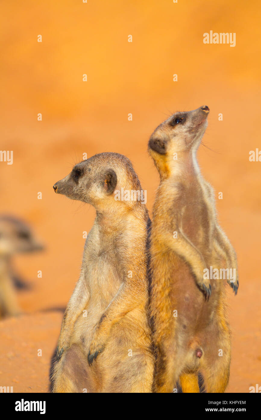 Suricate Funny High Resolution Stock Photography And Images Alamy Suricate Funny High Resolution Stock Photography And Images Alamy