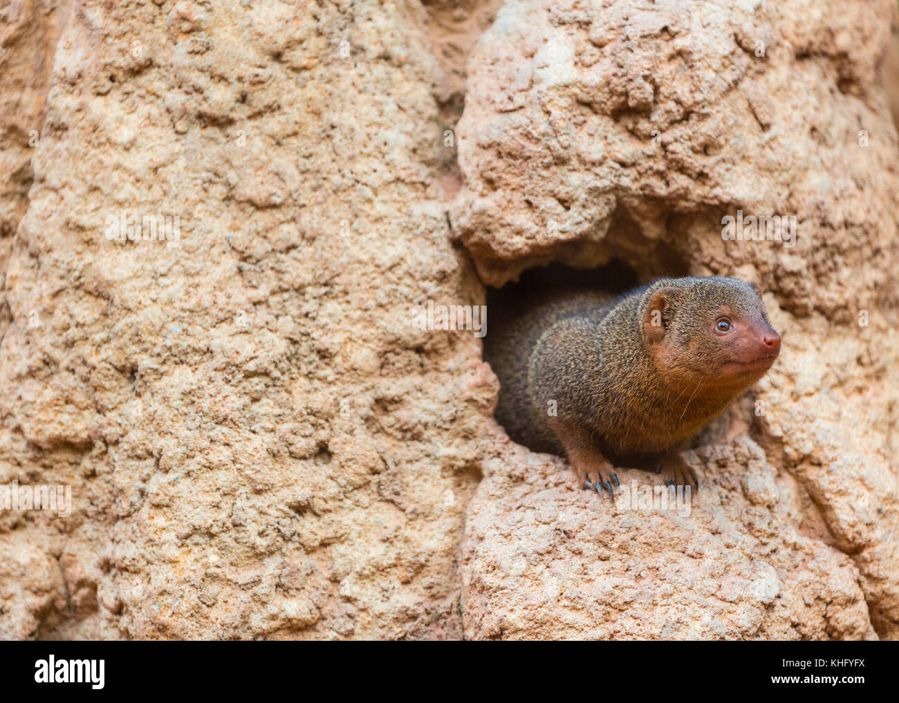Common dwarf mongoose (Helogale parvula) Stock Photo