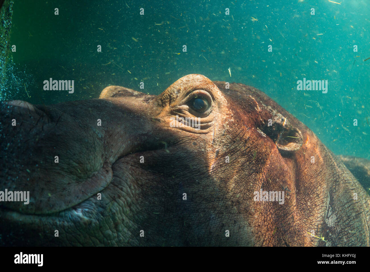 Hippopotamus (Hippopotamus amphibius), or hippo Stock Photo