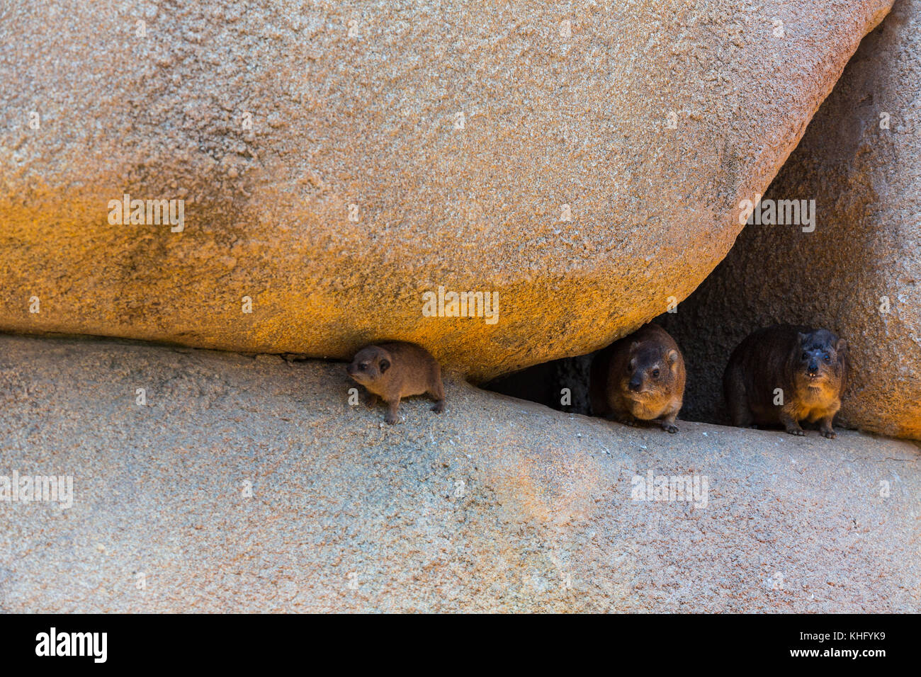 Rock hyrax (Procavia capensis) or Cape hyrax Stock Photo