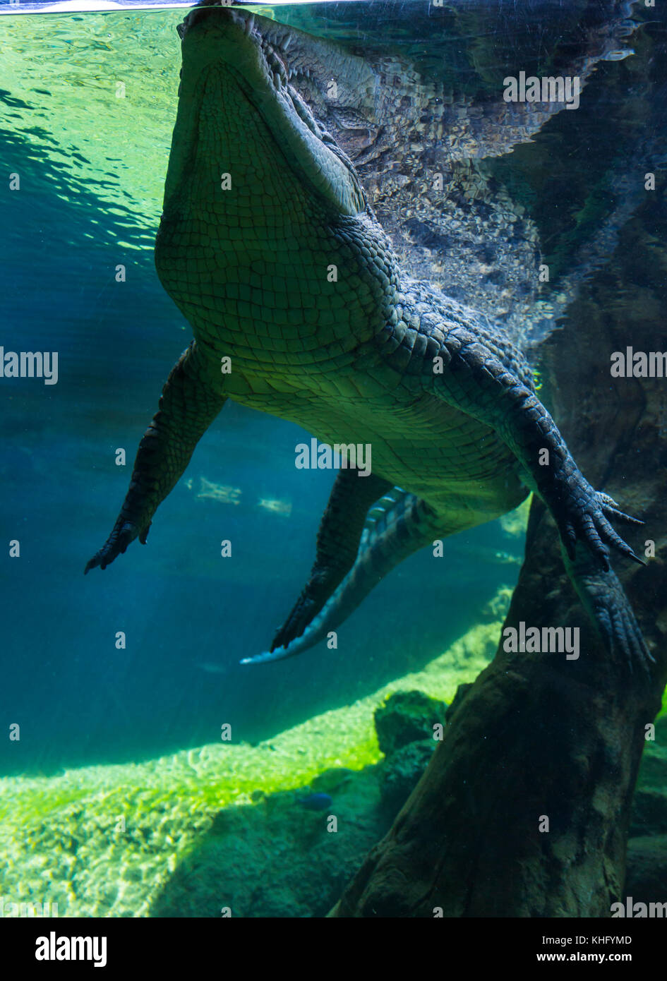 Nile crocodile (Crocodylus niloticus Stock Photo Alamy