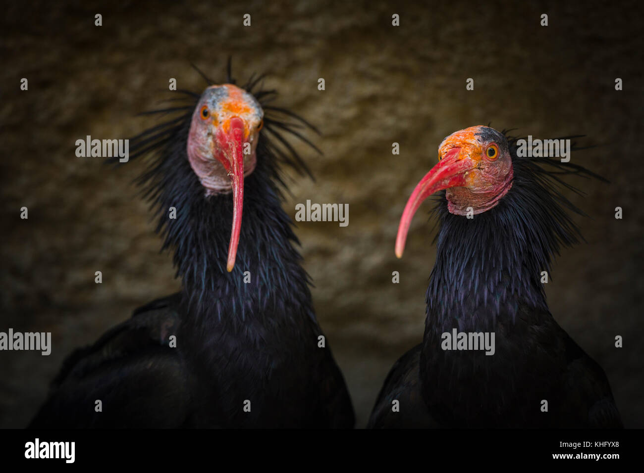 Northern Bald Ibis, Hermit Ibis, or Waldrapp (Geronticus eremita) Stock Photo