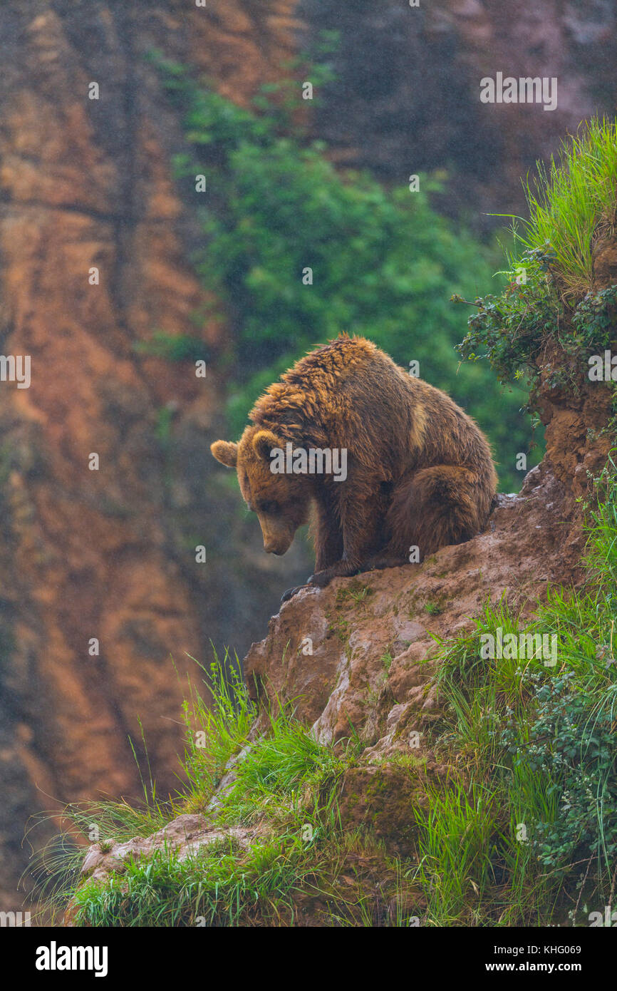 Brown bear (Ursus arctos), Cabarceno Natural Park, Cantabria, Spain, Europe Stock Photo