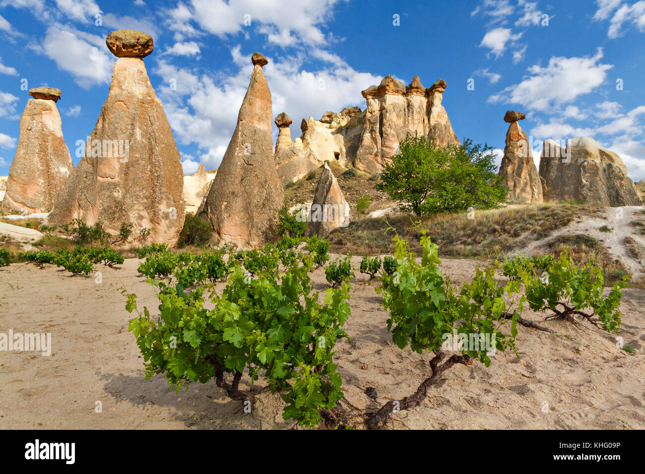 Extreme terrain of Cappadocia with fairy chimneys and volcanic rock formations, Cappadocia, Turkey. Stock Photo