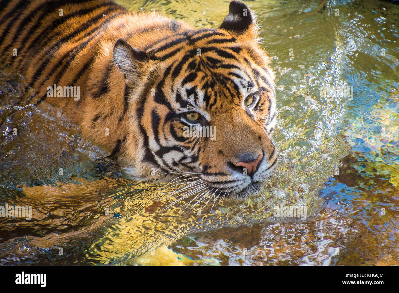 Sumatran Tiger playing in water and cooling down from the sun Stock ...